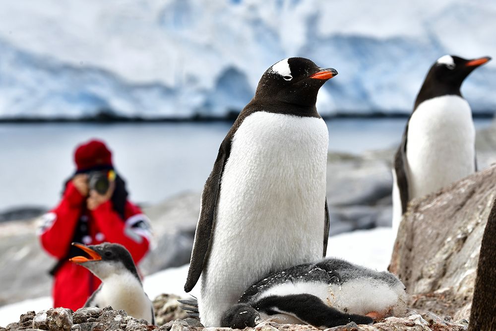 Antarctica photo tour